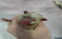 Maltipoo dogs for sale: 5 girls. fully DNA & health tested clear parents.  - Advert 15