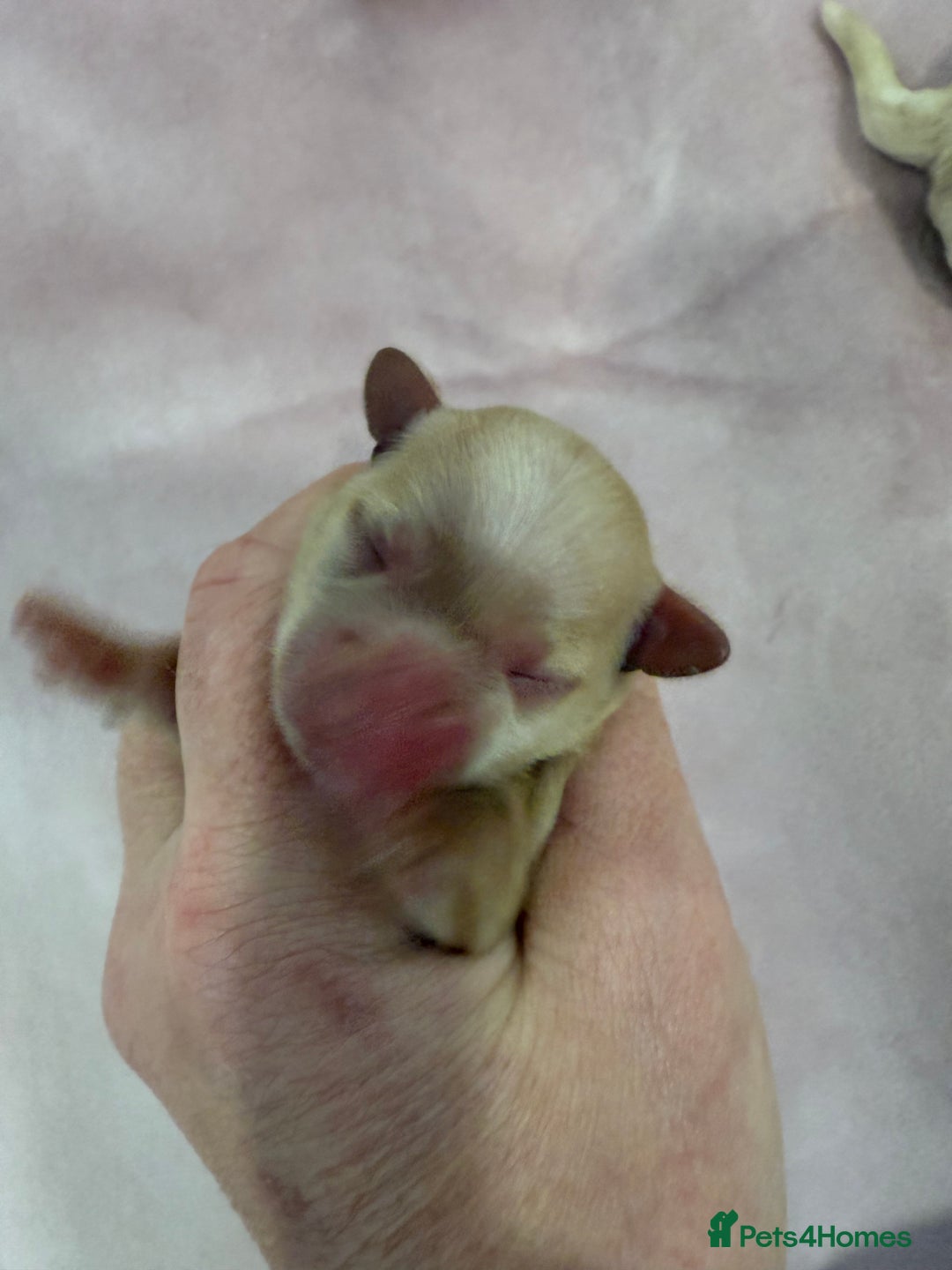 Maltipoo dogs for sale: 5 girls. fully DNA & health tested clear parents.  - Advert 15