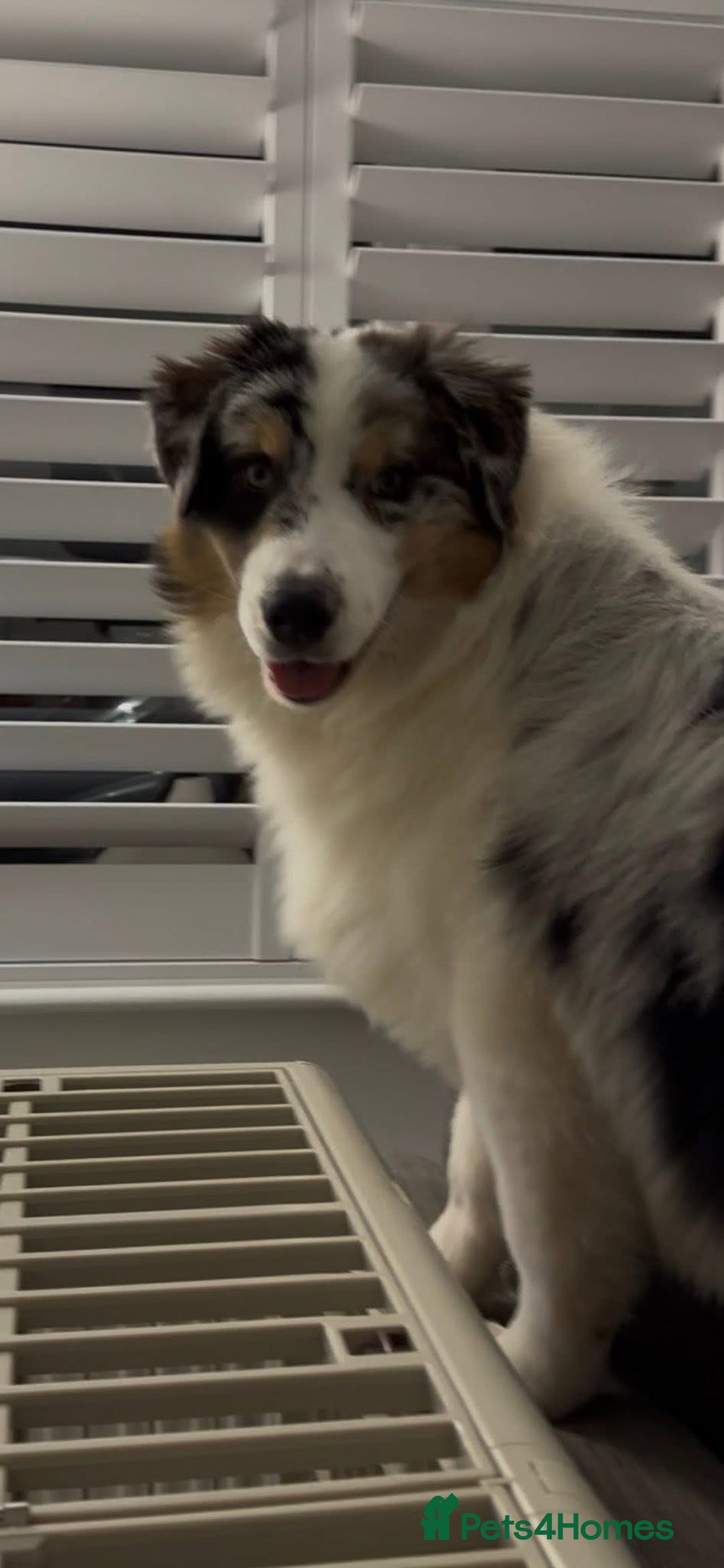 Australian Shepherd dogs for sale: Australian shepherd dog  - Advert 3