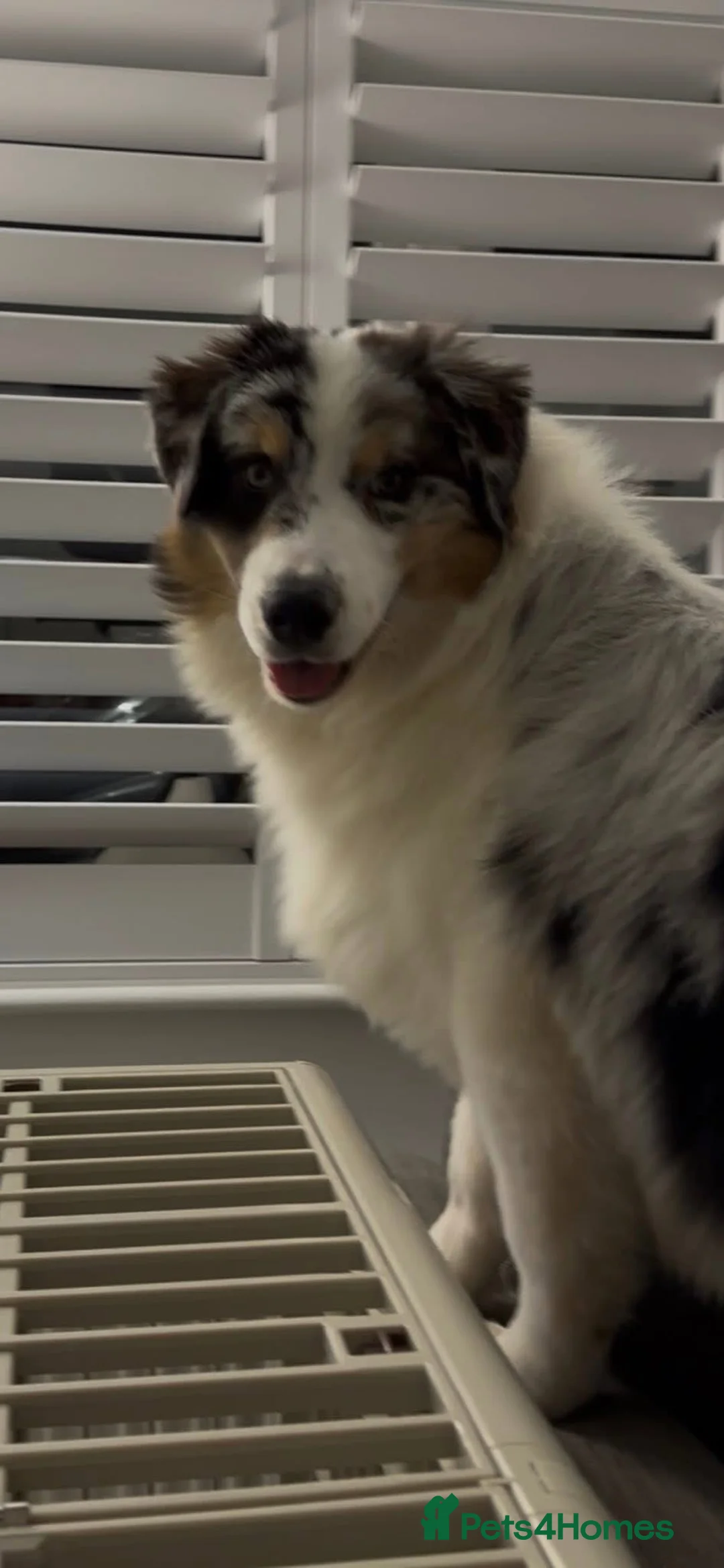 Australian Shepherd dogs for sale: Australian shepherd dog  - Advert 3