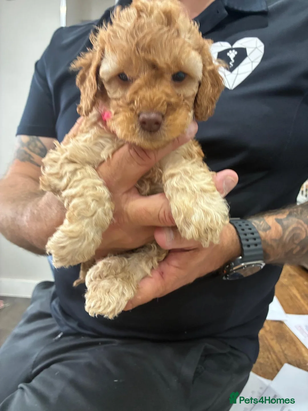 Cockapoo dogs for sale: Cockapoo f2  in Leicester - Advert 1