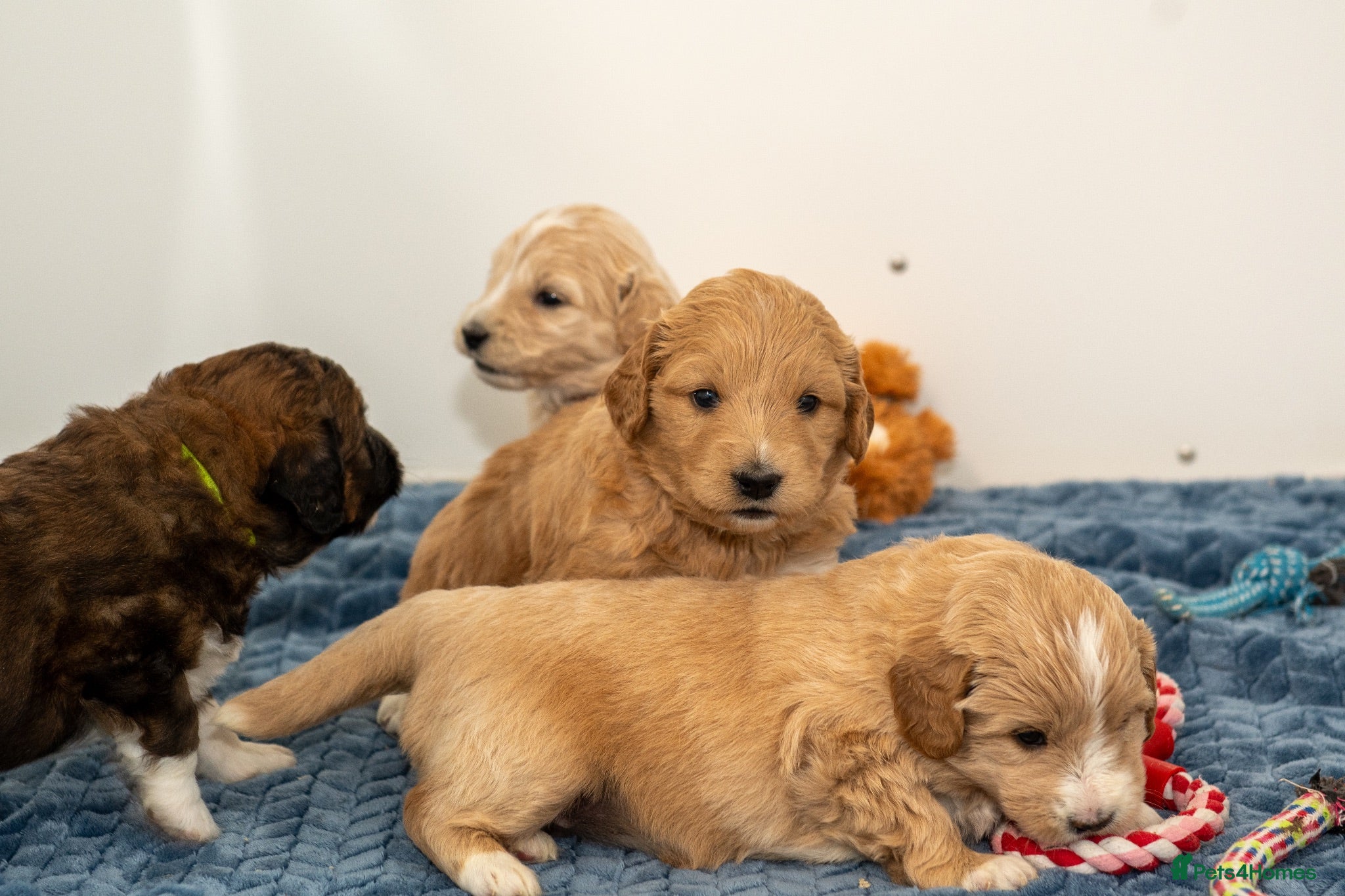 Mixed Breed dogs Pyredoodle Waiting List - F1 Mini  - Advert 1