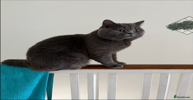 British Shorthair cats Meet our stunning boy - MIsho   - Advert 2
