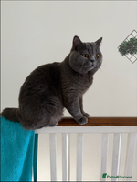 British Shorthair cats Meet our stunning boy - MIsho - Advert 9