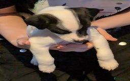 Mixed Breed dogs for sale: F1 jackcain  - Advert 6