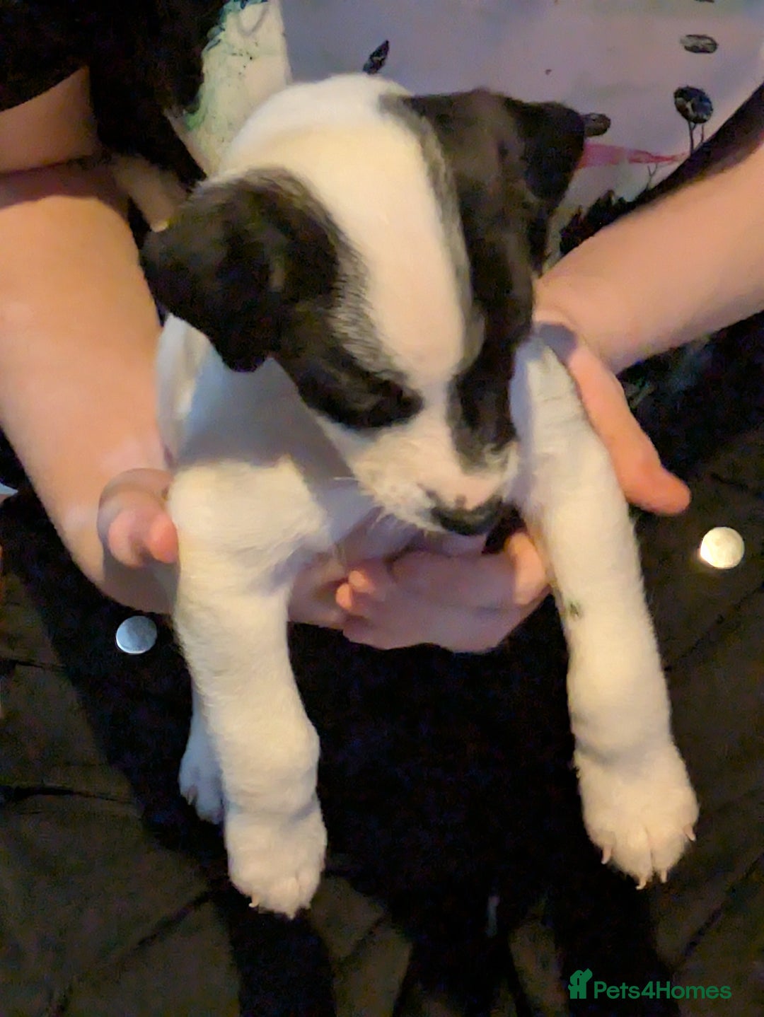 Mixed Breed dogs for sale: F1 jackcain  - Advert 6