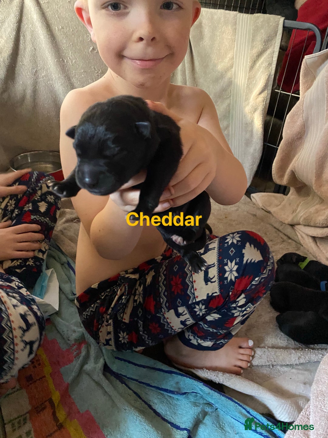 Mixed Breed dogs for sale: German shepherd x chow x lurcher  - Advert 5