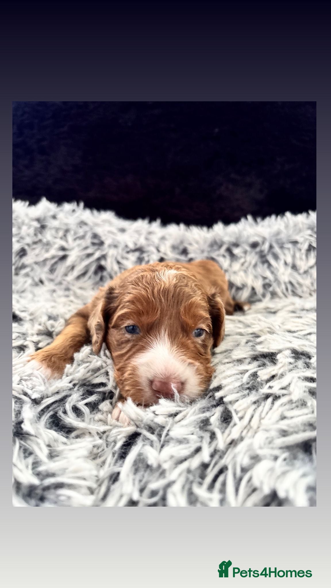 Cockapoo dogs Cockapoo Puppy 1 boy left - Advert 1