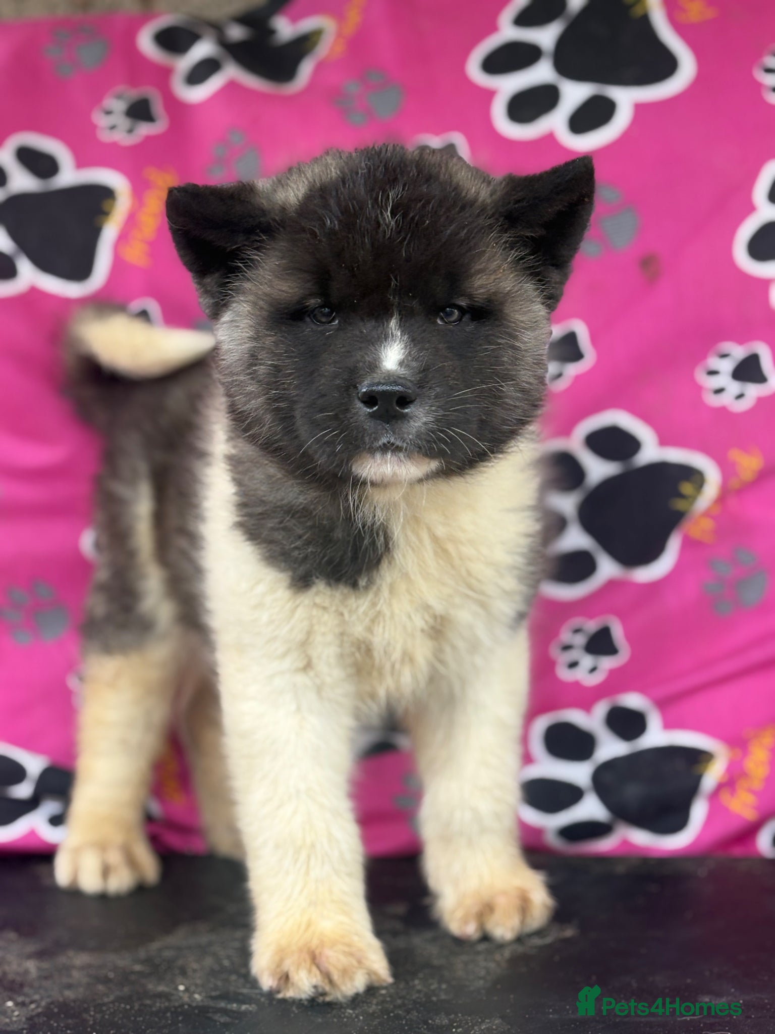 Akita dogs Quality KC registered American Akita Puppies - Advert 2