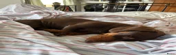 Miniature Dachshund dogs for sale: Two handsome KC miniature dauchounds for sale  - Advert 10