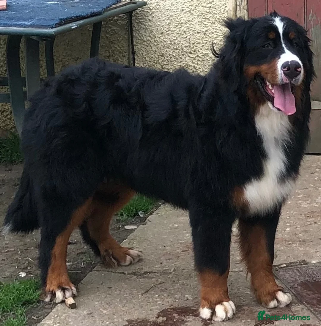 Mixed Breed dogs for sale: LABERNESE puppies - Advert 1