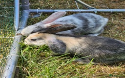 Harlequin rabbits for sale: 4 Gorgeous Harlequin bunnies looking for a 🏡  - Image 12