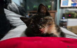 Mixed Breed cats for sale: Mixed breed kittens ready now.  - Image 31