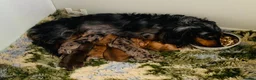 Miniature Dachshund dogs for sale: Outstanding litter of miniature sausage dogs  - Advert 2