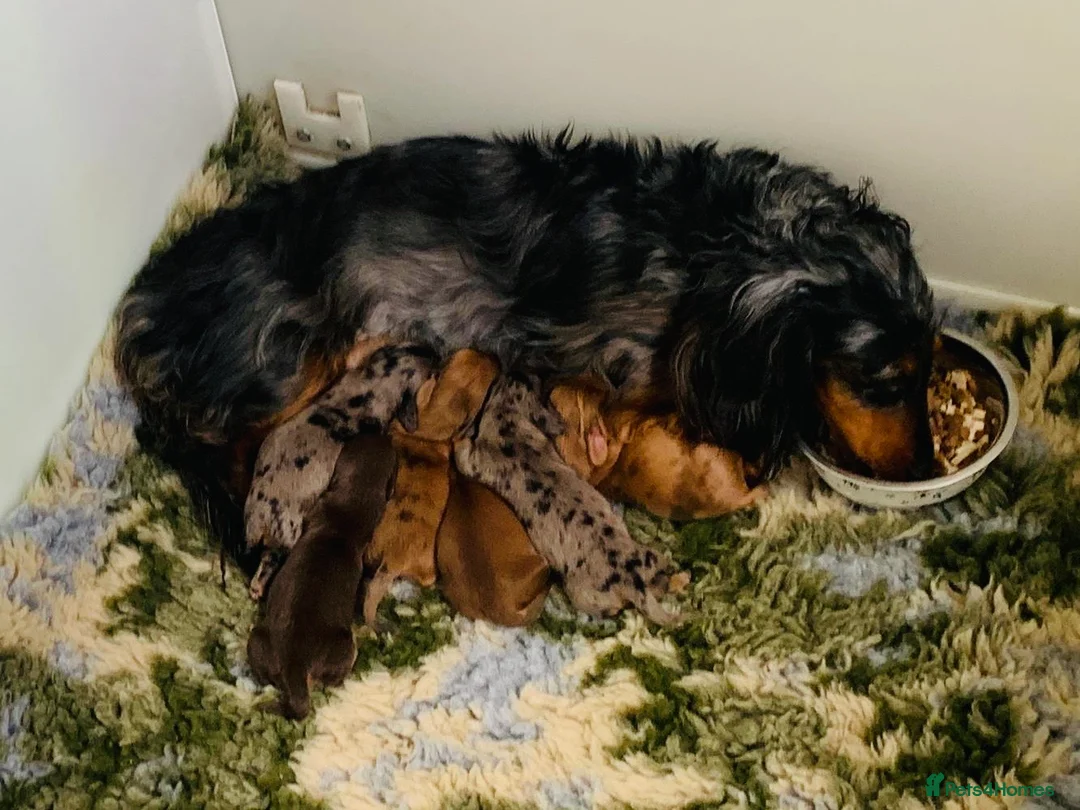 Miniature Dachshund dogs for sale: Outstanding litter of miniature sausage dogs  - Advert 2