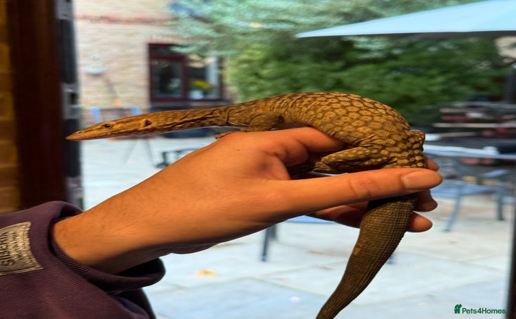 Monitor reptiles - Advert 1