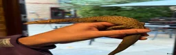 Monitor reptiles for sale: Tristis Tristis Monitor  (Black Headed Monitor) - Advert 1
