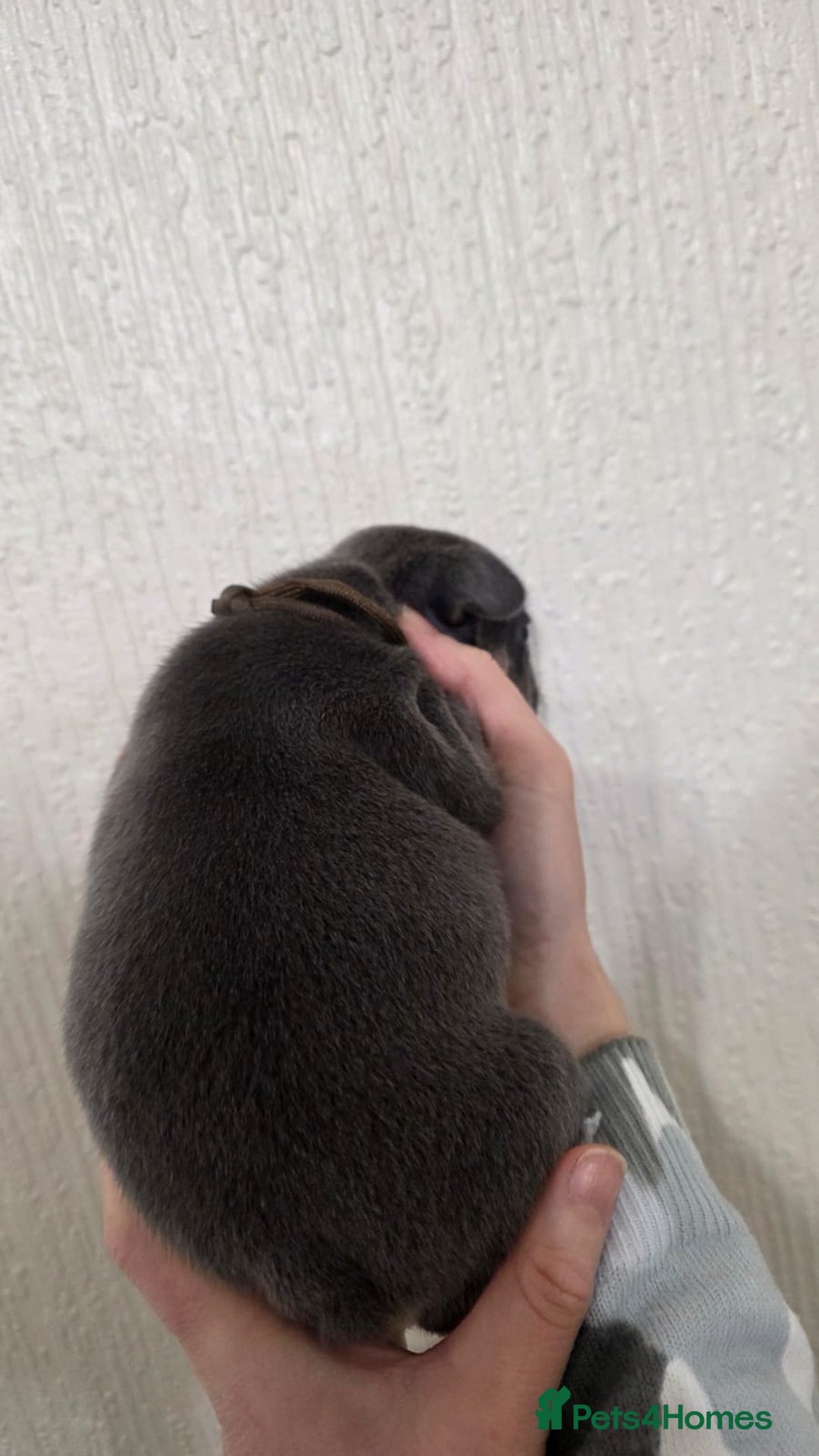 French Bulldog dogs for sale: Beautiful litter of French Bulldogs - Advert 6