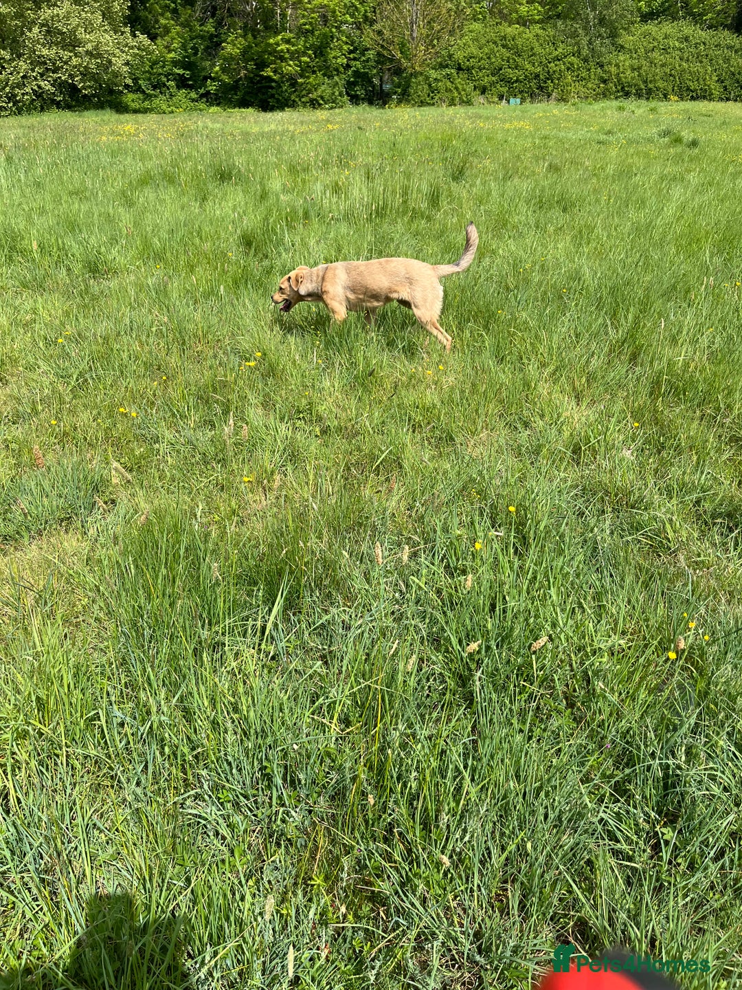 Mixed Breed dogs for sale: Max 11 month - Male  - Image 4