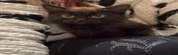 Mixed Breed cats for sale: Beautiful extremely fluffy all black/brown kitten - Advert 5
