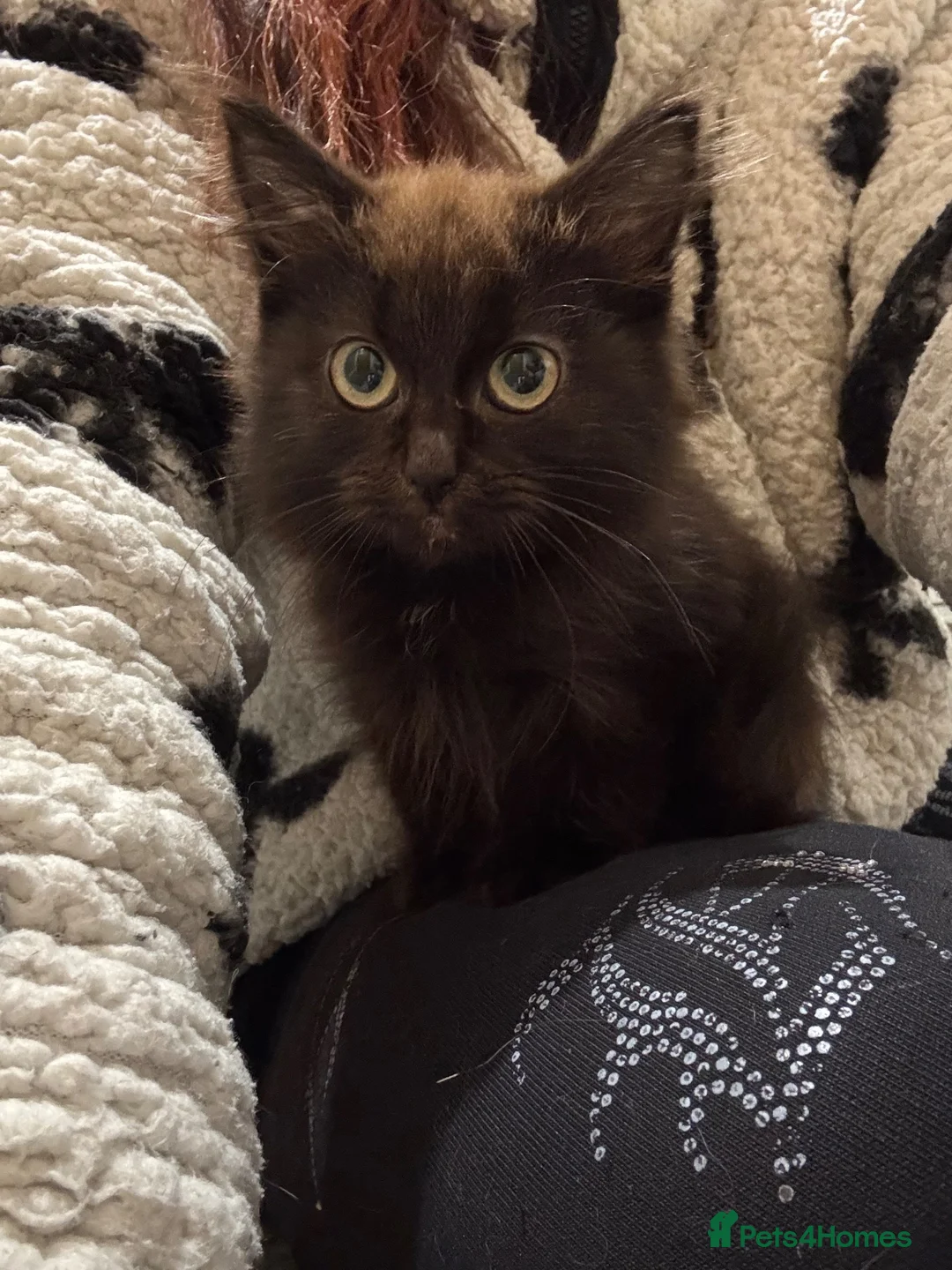 Mixed Breed cats for sale: Beautiful extremely fluffy all black/brown kitten - Advert 5