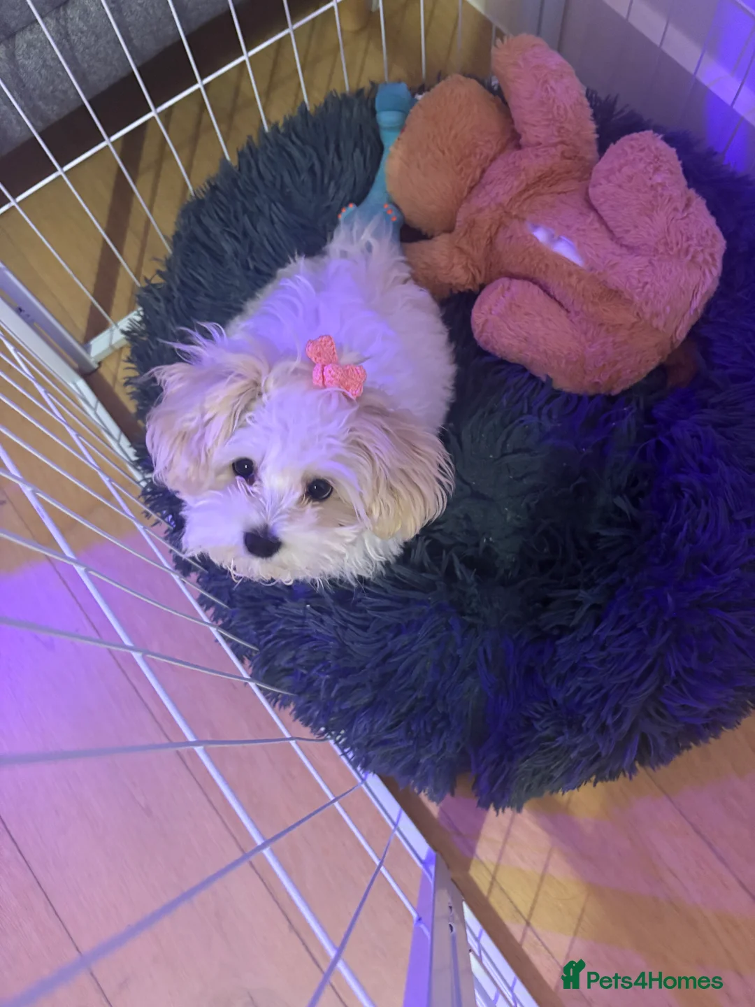 Maltipoo dogs for sale: Mochi – Looking for a Loving Forever Home 🤍 - Advert 2