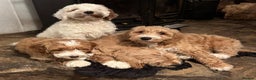 Australian Labradoodle dogs for sale: Australian Labradoodles for Sale - Advert 8