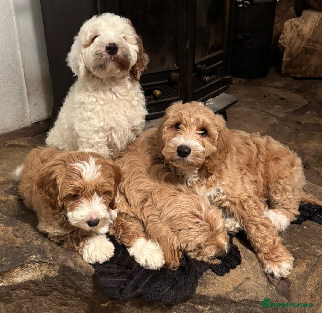 Australian Labradoodle dogs for sale: Australian Labradoodles for Sale - Advert 8