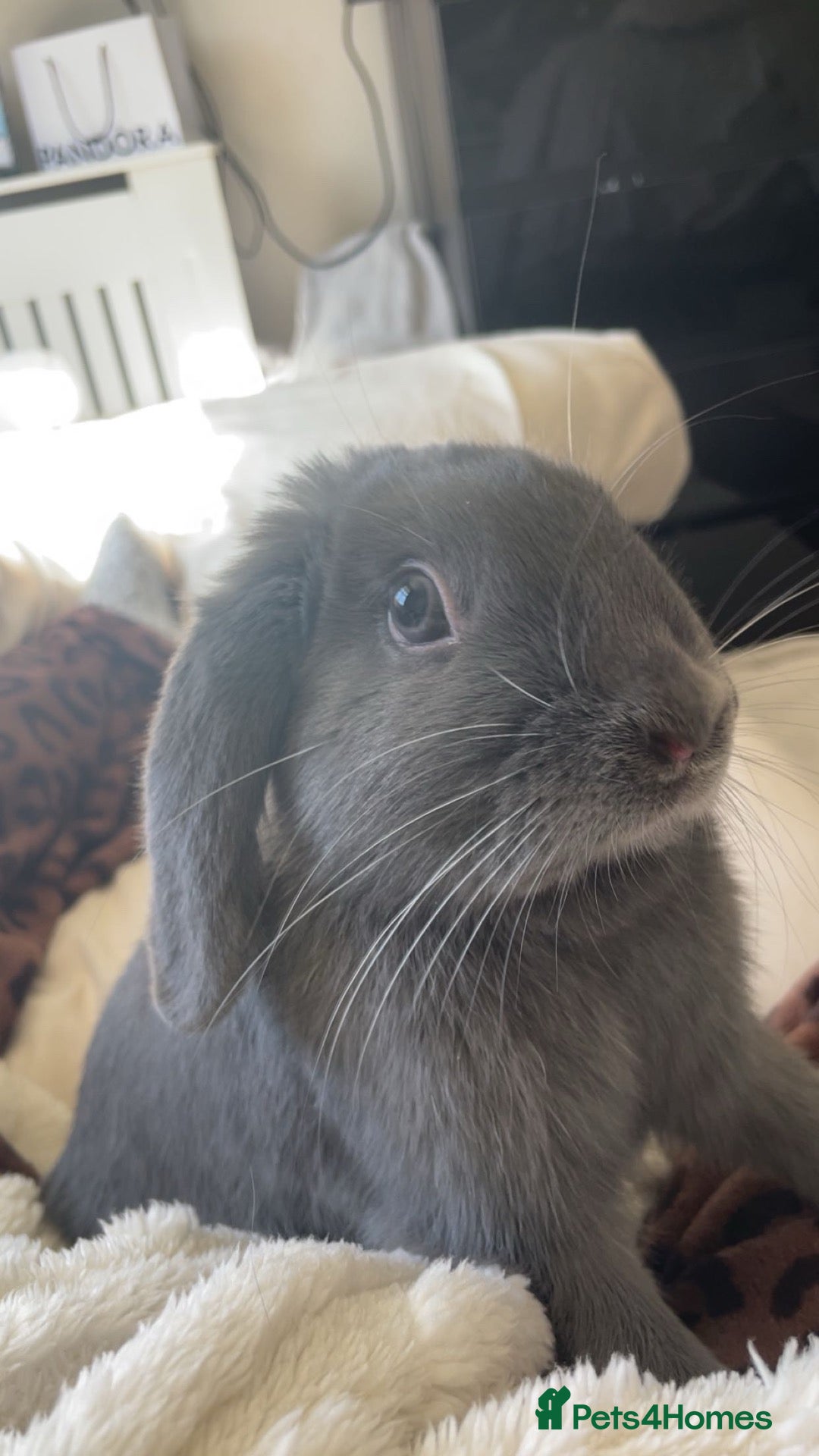 Mini Lop rabbits Silver fox mini lop bunny (read description) - Advert 1