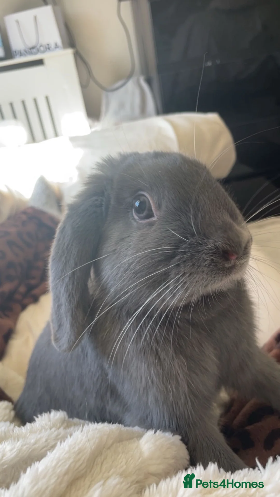Mini Lop rabbits for sale: Silver fox mini lop bunny (read description) in Blackburn - Advert 1