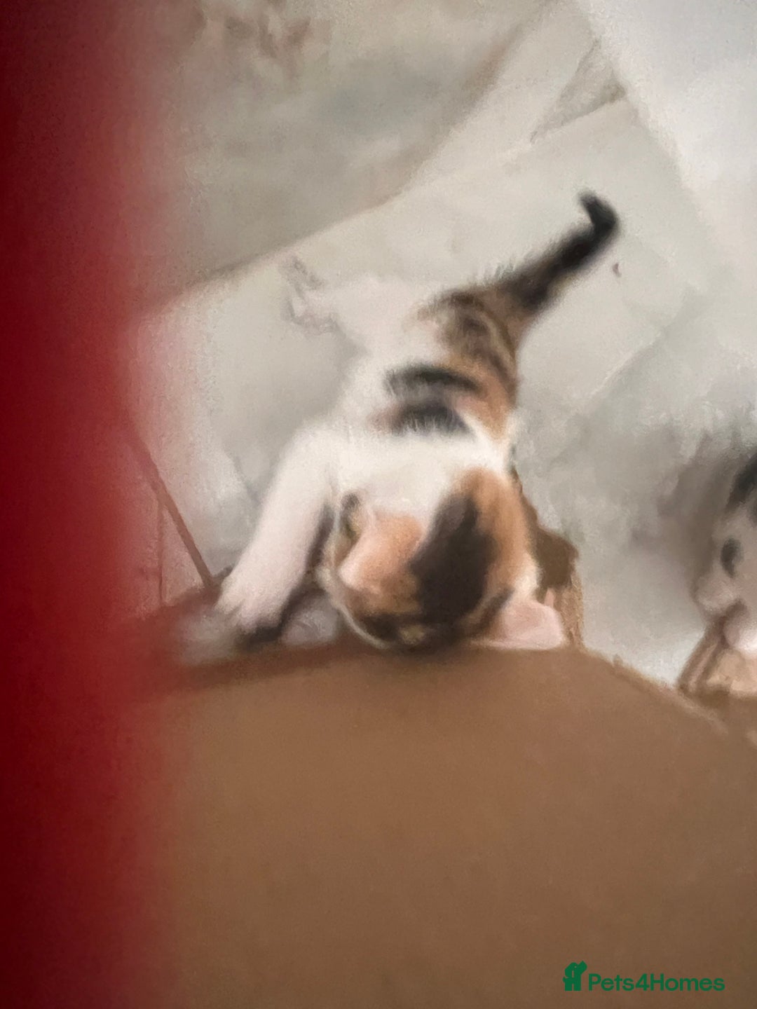 European cats for sale: Kittens available now taby ginger - Advert 8