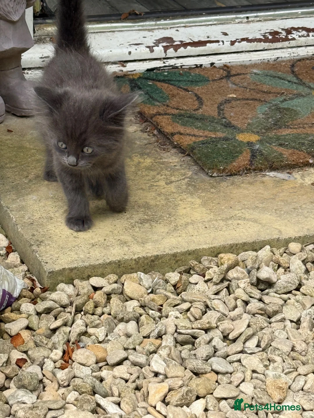 Mixed Breed cats for sale: Kitten s - Advert 2