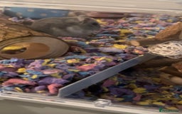 Hamster rodents for sale: Russian dwarf hamster for sale - Image 4