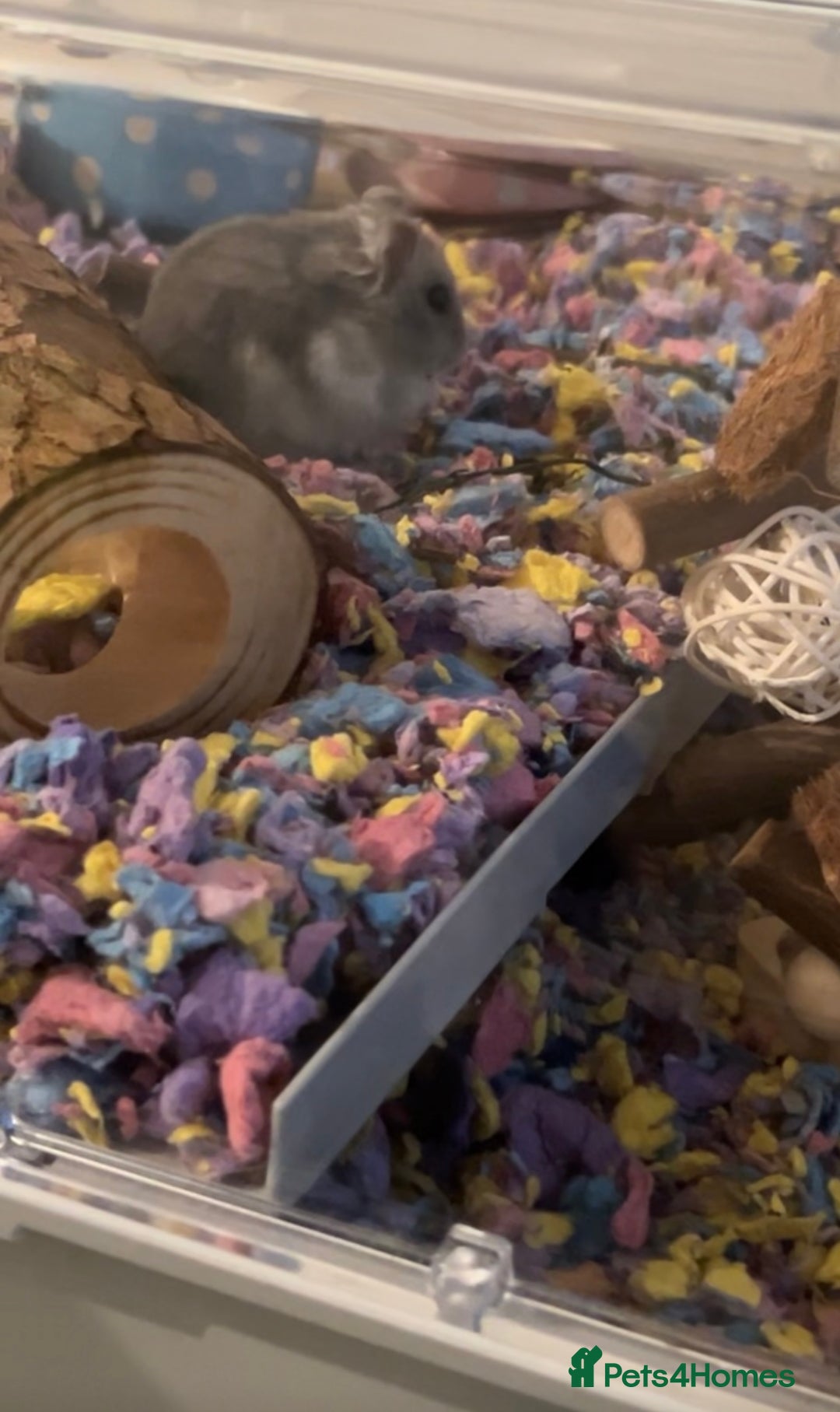 Hamster rodents for sale: Russian dwarf hamster for sale - Image 4