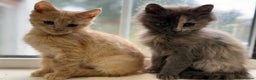 Maine Coon cats for sale: 2 kittens in need of their forever home - Advert 2