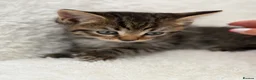 Mixed Breed cats for sale: Tabby male kittens  - Advert 19
