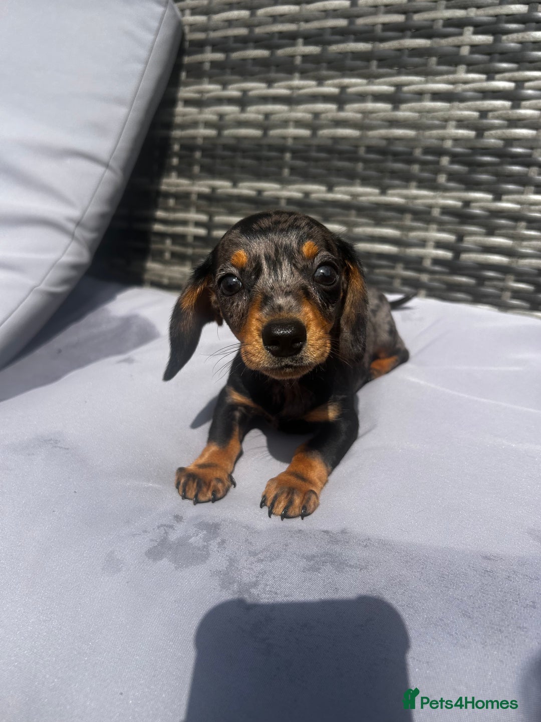Miniature Dachshund dogs for sale: Miniature dachshund reddy for new homes - Image 10