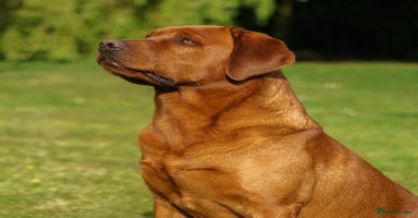 Labrador Retriever dogs in Chesterfield - Advert 16