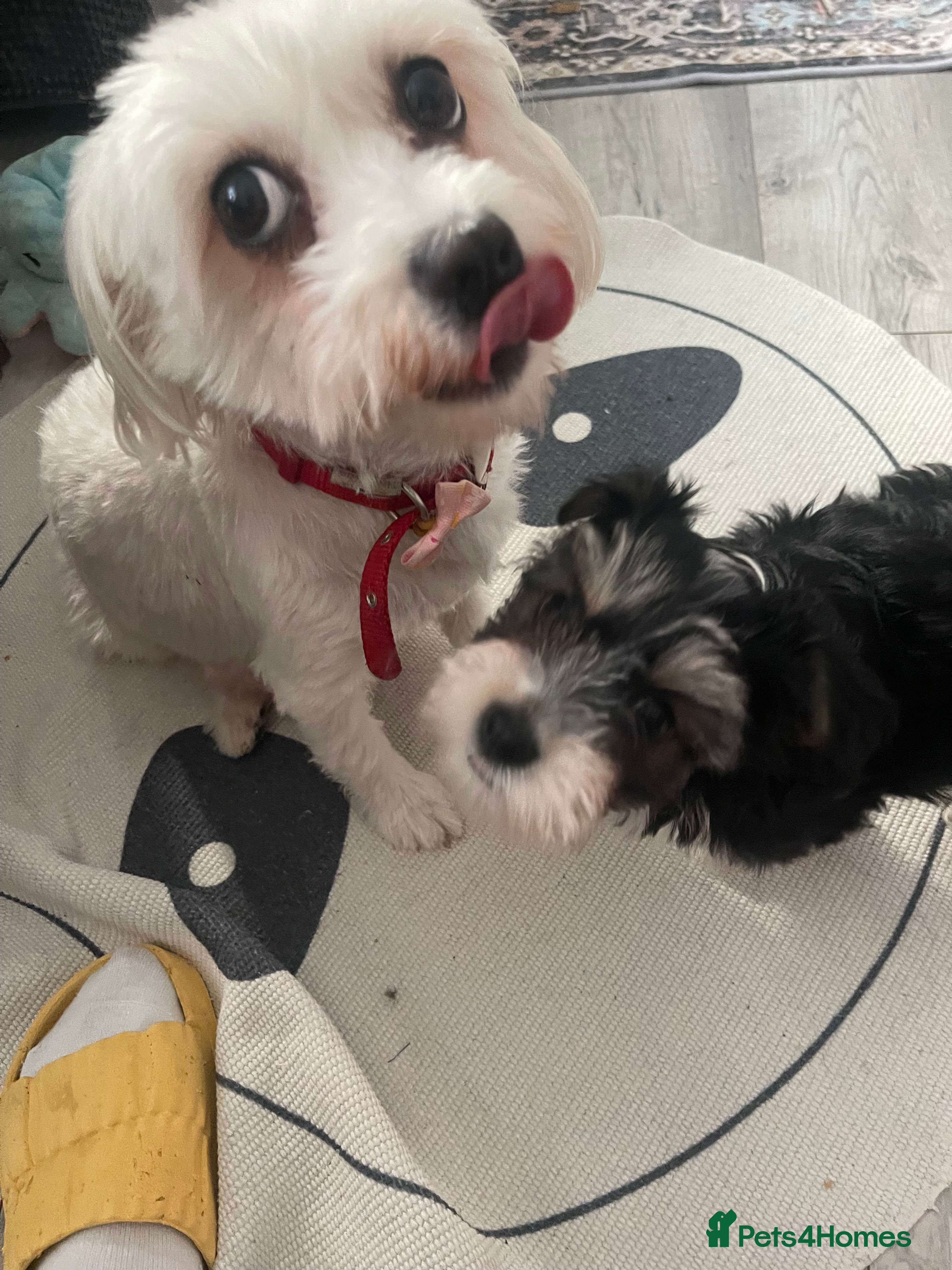 Morkie dogs Morkie  - Advert 3