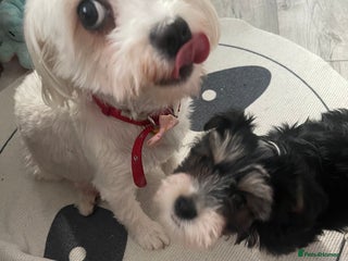 Morkie dogs Morkie - Advert 5