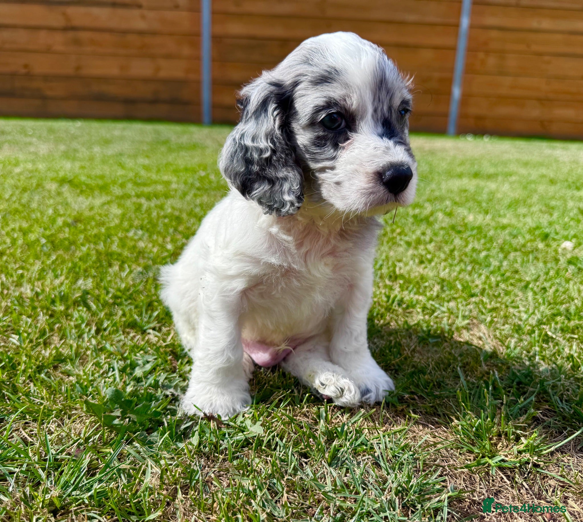 Cockapoo dogs Beautiful F1 Cockapoo Babies 🐾🐾🐾 - Advert 1