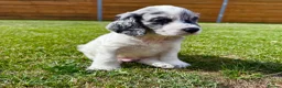 Cockapoo dogs for sale: Beautiful F1 Cockapoo Babies 🐾🐾🐾 - Advert 15