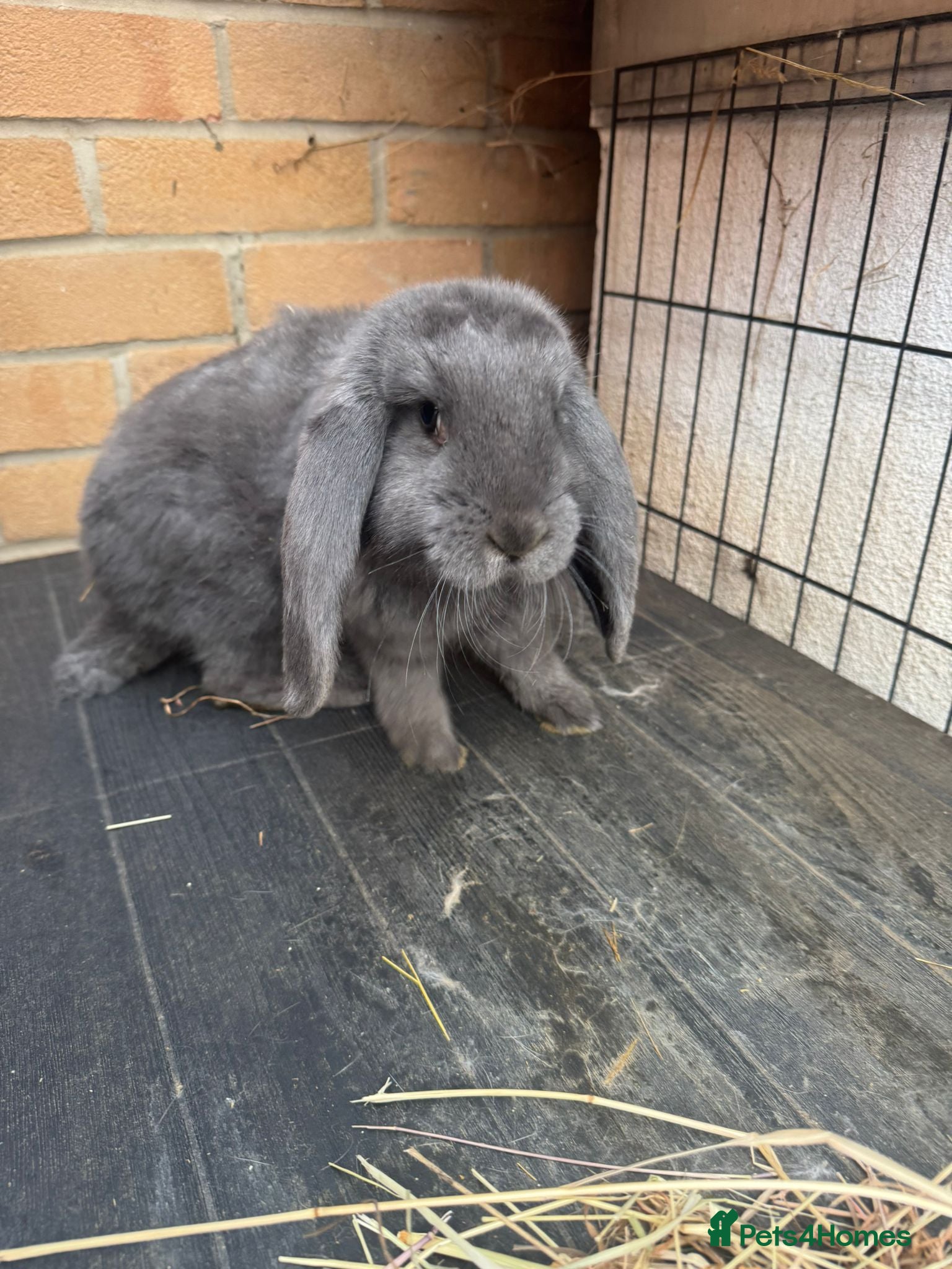 Continental Giant rabbits French Lops & Mini Lops  - Advert 2