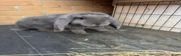 Continental Giant rabbits for sale: French Lops & Mini Lops  - Advert 2
