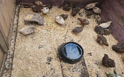 Quail poultry for sale: 27 quail available hatched 2025 - Image 1