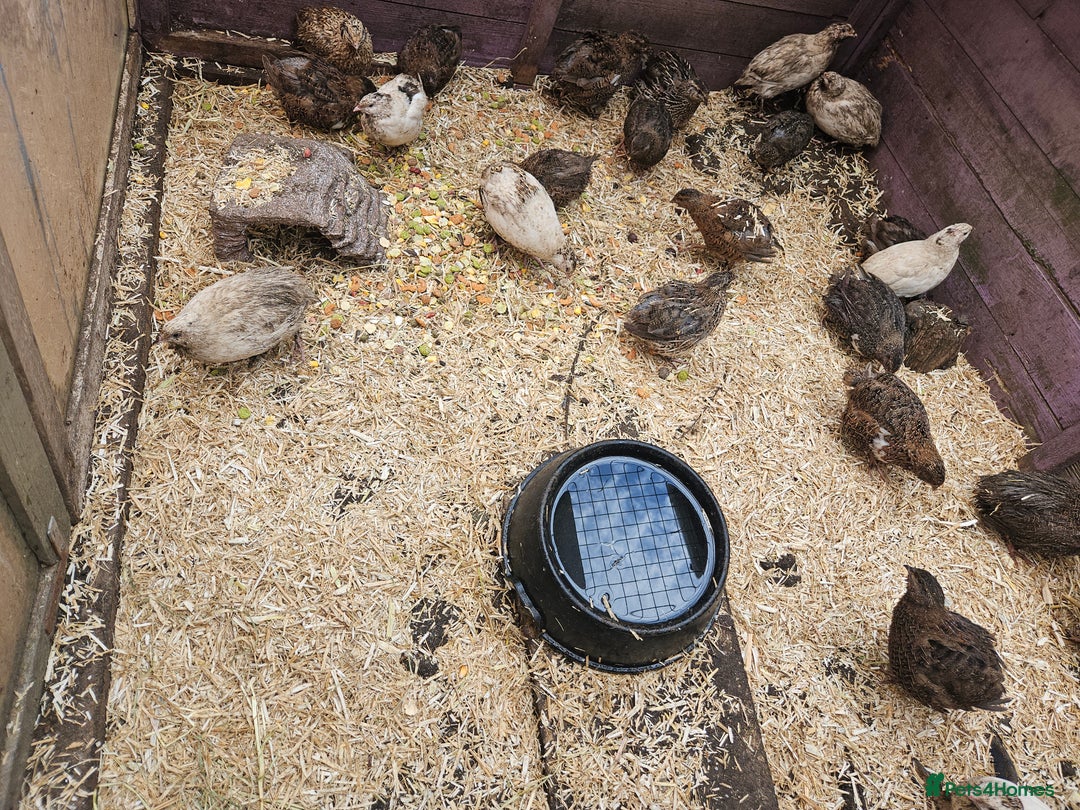 Quail poultry for sale: 27 quail available hatched 2025 - Image 1