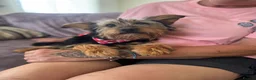 Mixed Breed dogs for adoption: Little Luna - Advert 11
