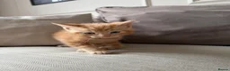 Domestic Shorthair cats for sale: White Male READY TO LEAVE - Advert 14