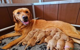 Labrador Retriever dogs for sale: 🐾RETIRED 4 YR OLD FOX RED LABRADOR BITCH 🐾 - Image 2