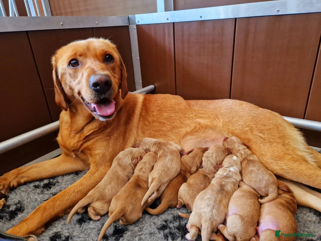 Labrador Retriever dogs for sale: 🐾RETIRED 4 YR OLD FOX RED LABRADOR BITCH 🐾 - Image 2
